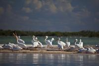 RIO LAGARTOS BIRDS
